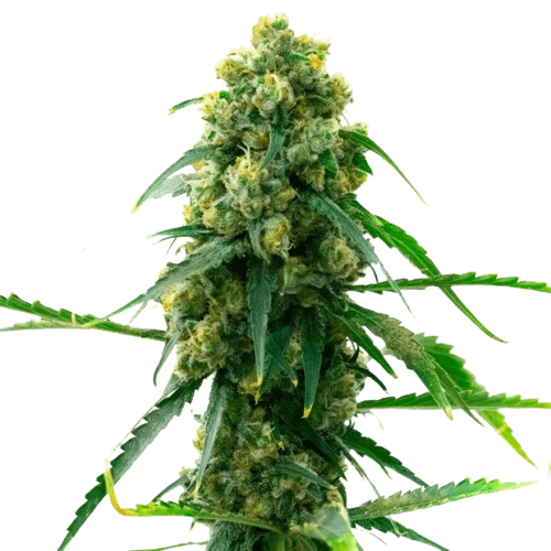 3 Kings Feminized