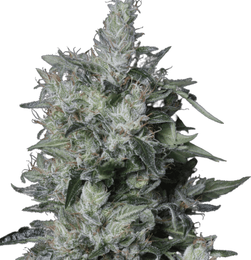 A-Train Feminized