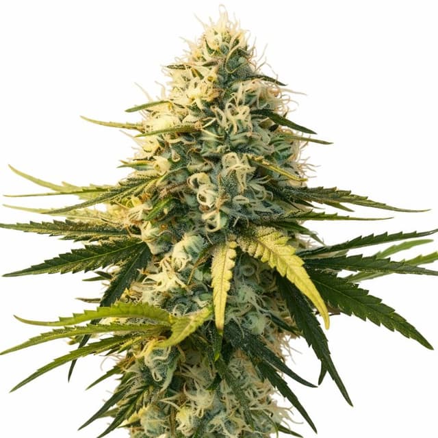 AK-48 Feminized