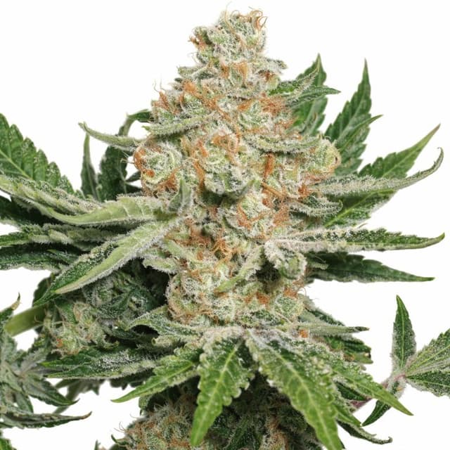Alien Dawg Feminized