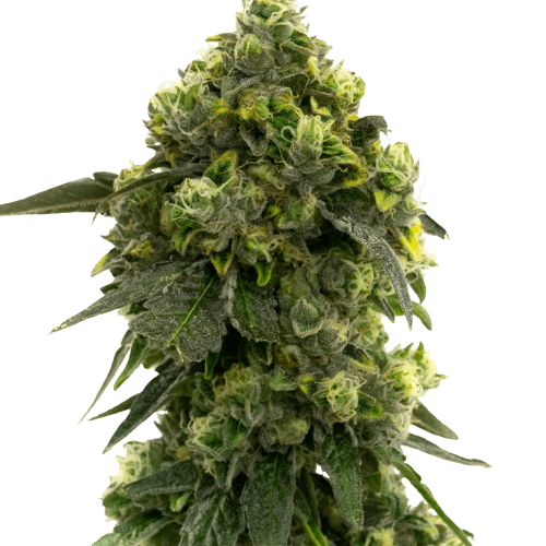 Alien Kush Feminized
