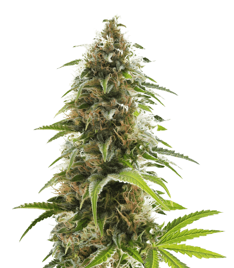 Alien Rift Feminized