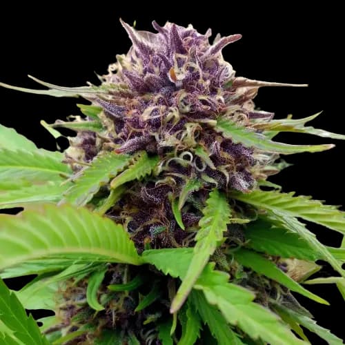 Amethyst Feminized