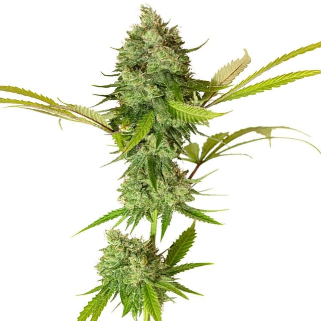 Apple Pie Feminized
