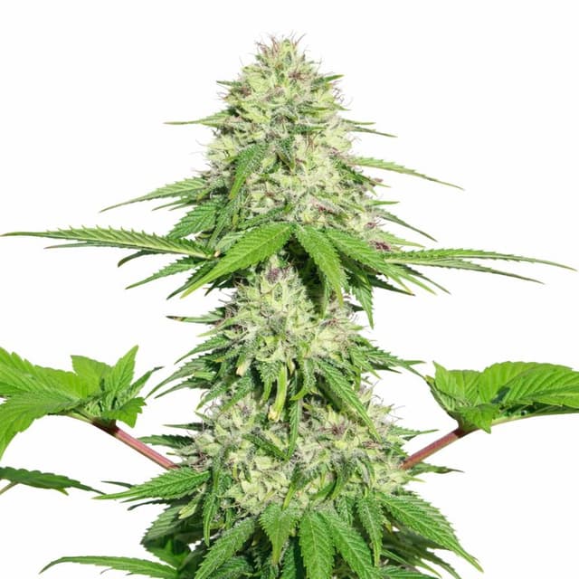 Appleberry Feminized