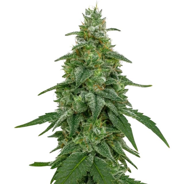 Area 51 Feminized