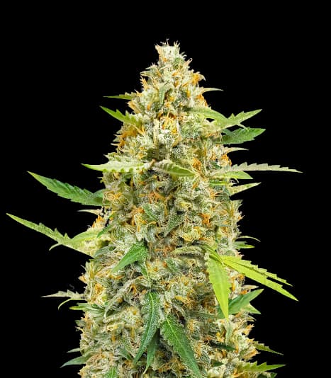 B-52 Feminized