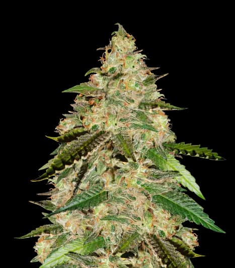 Bay 11 Feminized