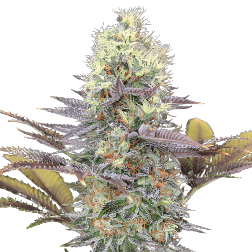 Bay Dream Feminized