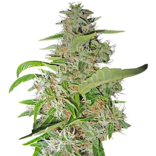 Big Smooth Feminized