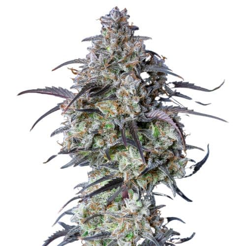 Big Sticky Feminized