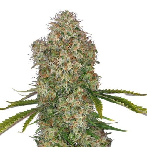 Blue Cinex Feminized