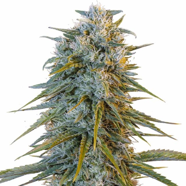 Blue Dream Feminized