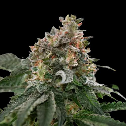 Blue Goo Feminized