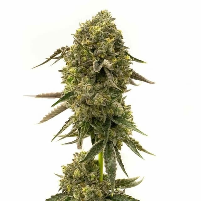 Cramnesia Feminized