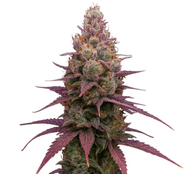 Grape God Feminized