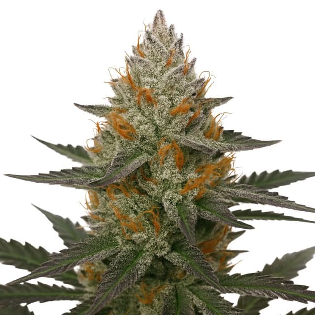 41 Cherries Feminized