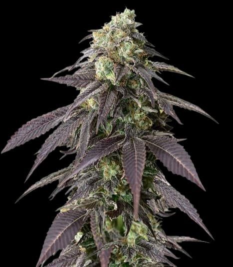 707 Headband Feminized