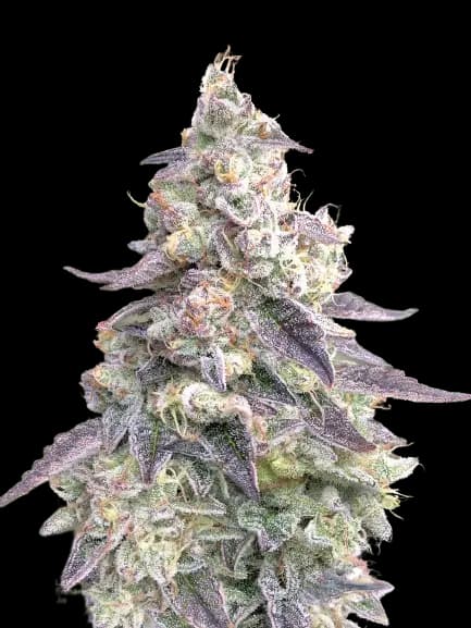 9 Pound Hammer Feminized