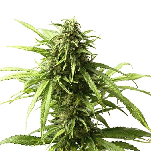 98 Aloha White Widow Feminized
