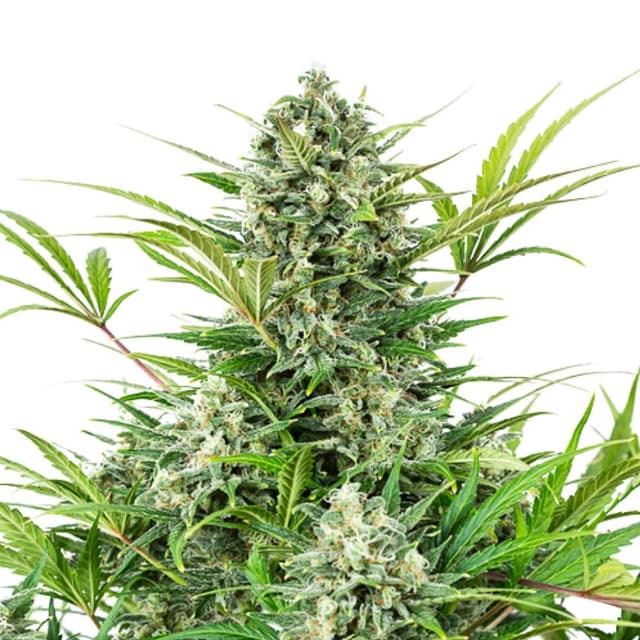 Afghan Hawaiian Feminized