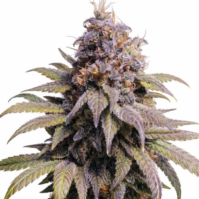 Afghan Kush Feminized