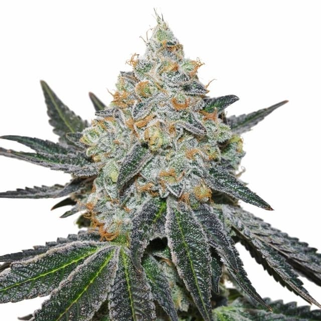 Afghan Skunk Feminized