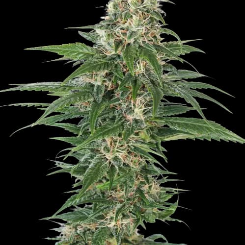 Aliens On Moonshine Feminized