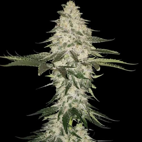 Allen Wrench Feminized