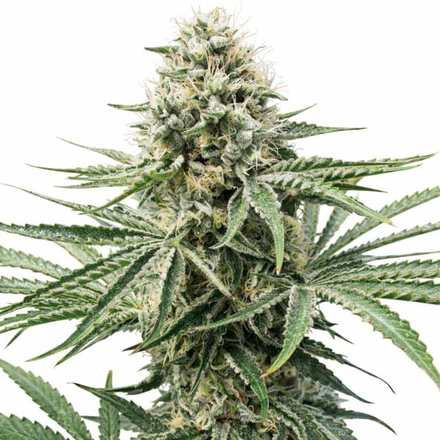 Amnesia Lemon Feminized