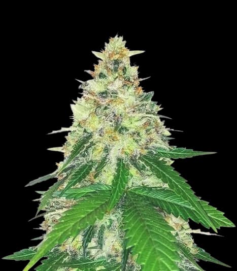 Apple Betty Feminized