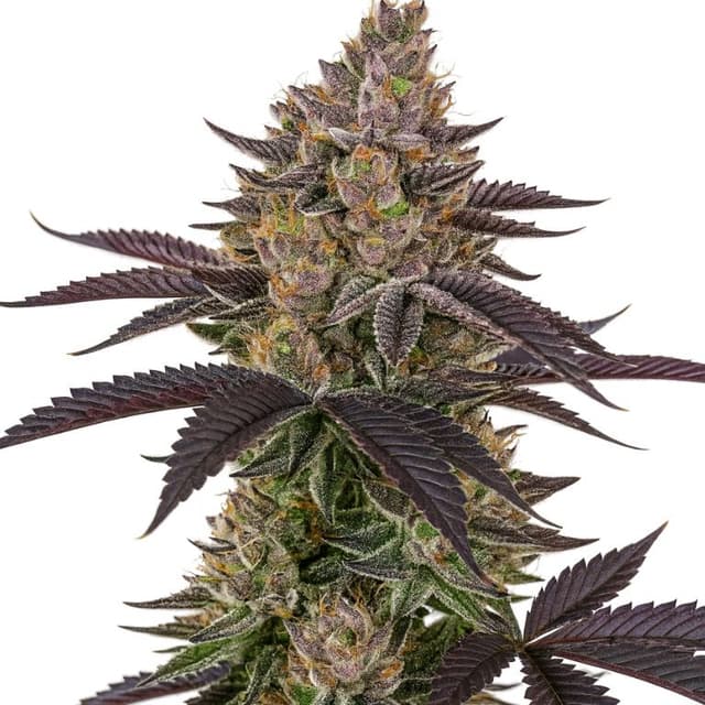 Apple Mintz Feminized