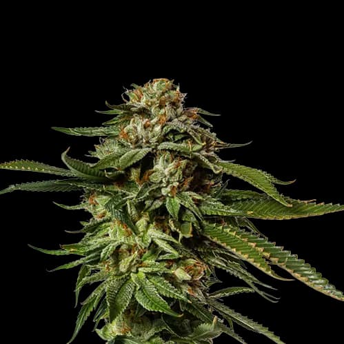 Aurora Borealis Feminized