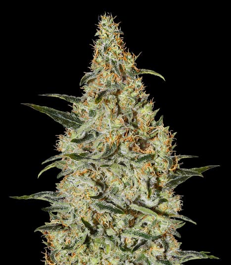 Bakerstreet Feminized