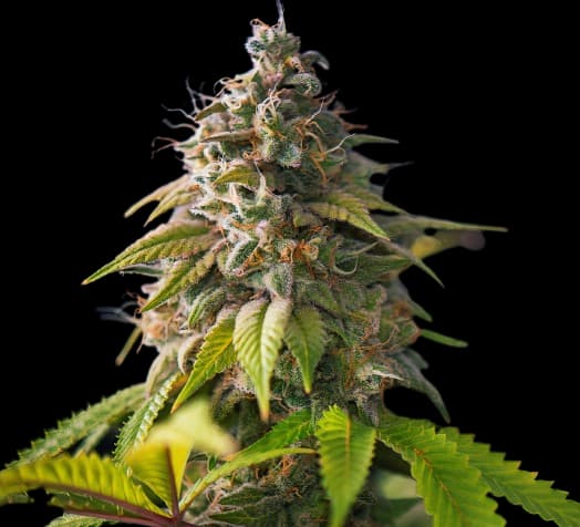 Banana Cream OG Feminized