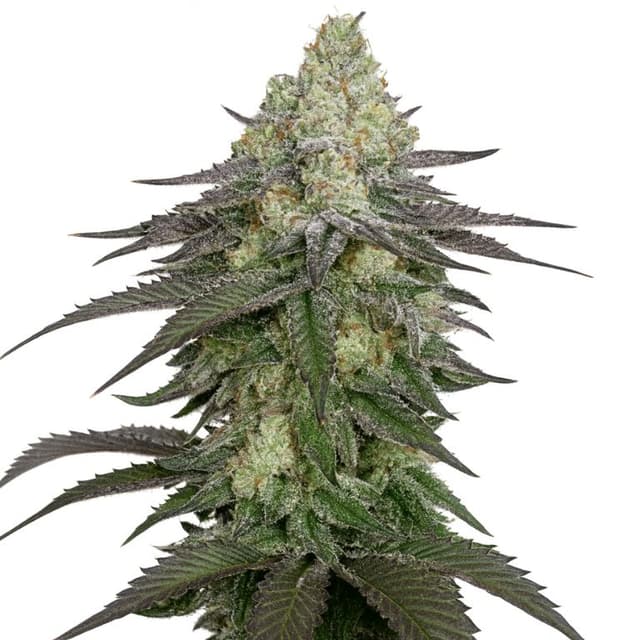 Banana Daddy Feminized