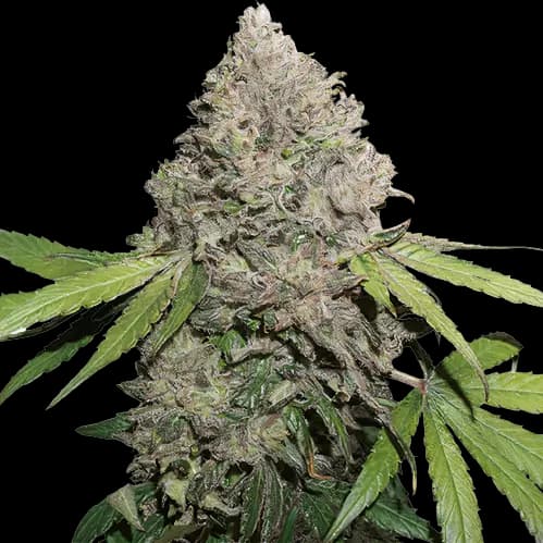 Berry Noir Feminized