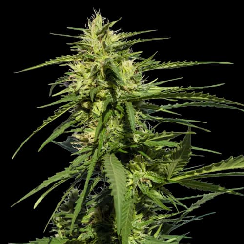 Black Diamond Feminized
