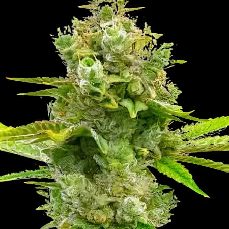 Blue Princess Feminized