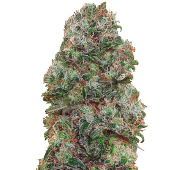 Bubblegum Kush Feminized
