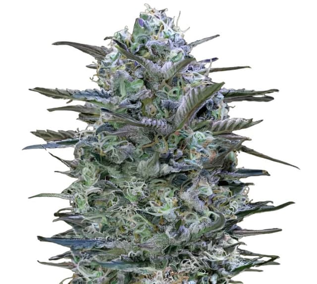 Burmese Kush Feminized