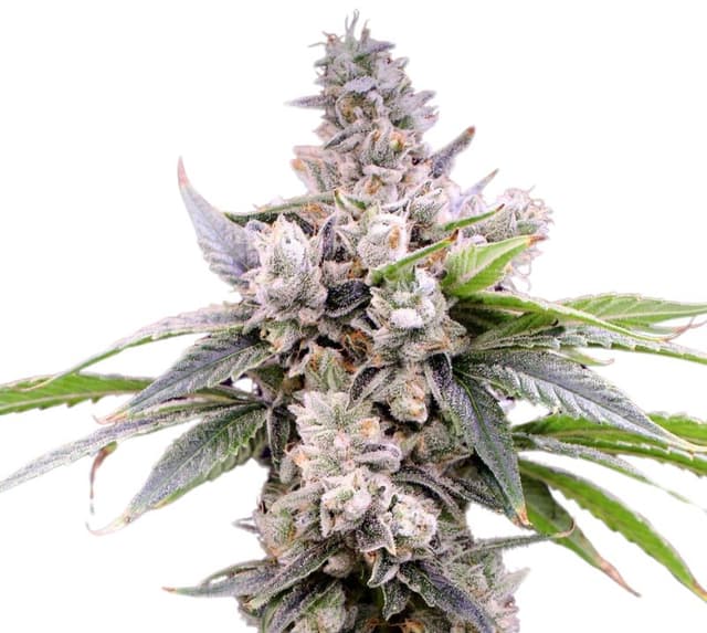 Butterscotch Feminized