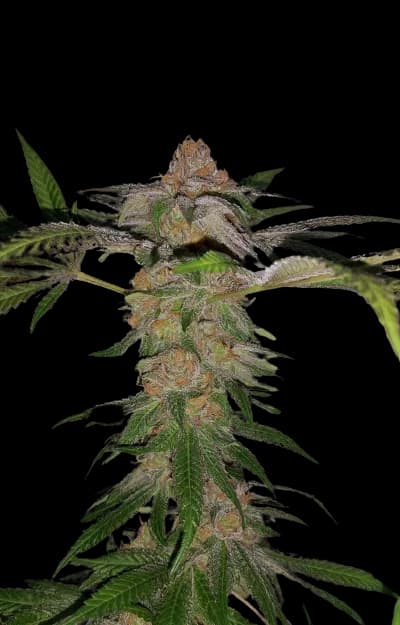 Cadillac Purple Feminized