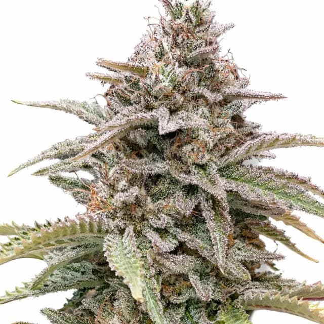 CBD Critical Mass Feminized