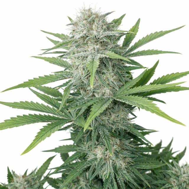 CBD Lemon Potion Feminized