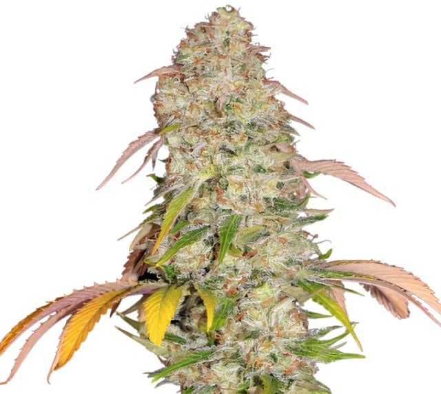 CBD Yummy cannabis seeds packaging, Royal King Seeds USA