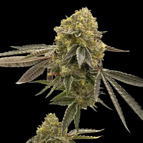 Critical 47 Feminized