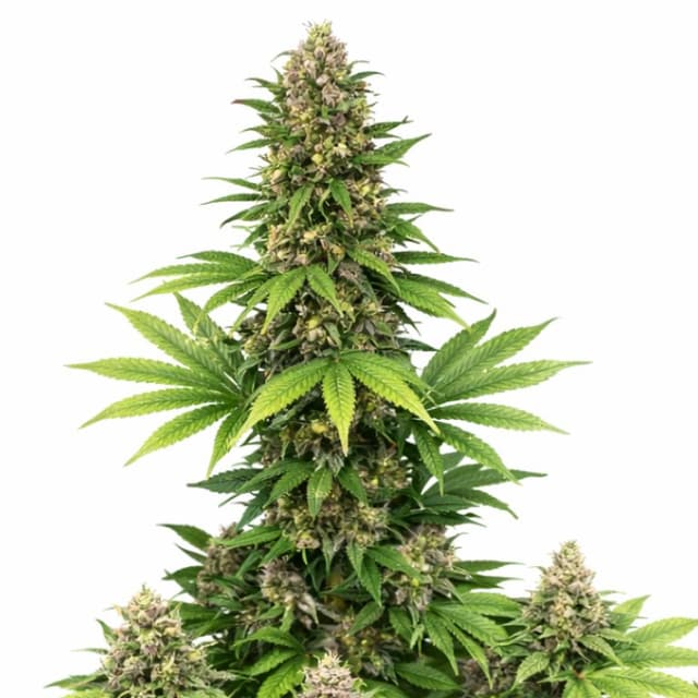 Double Bubble cannabis seeds packaging, Royal King Seeds USA