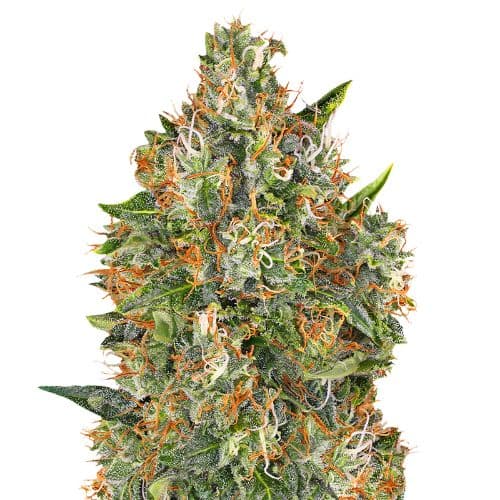 G13 Widow cannabis seeds packaging, Royal King Seeds USA