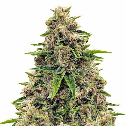 Godfather OG cannabis seeds packaging, Royal King Seeds USA